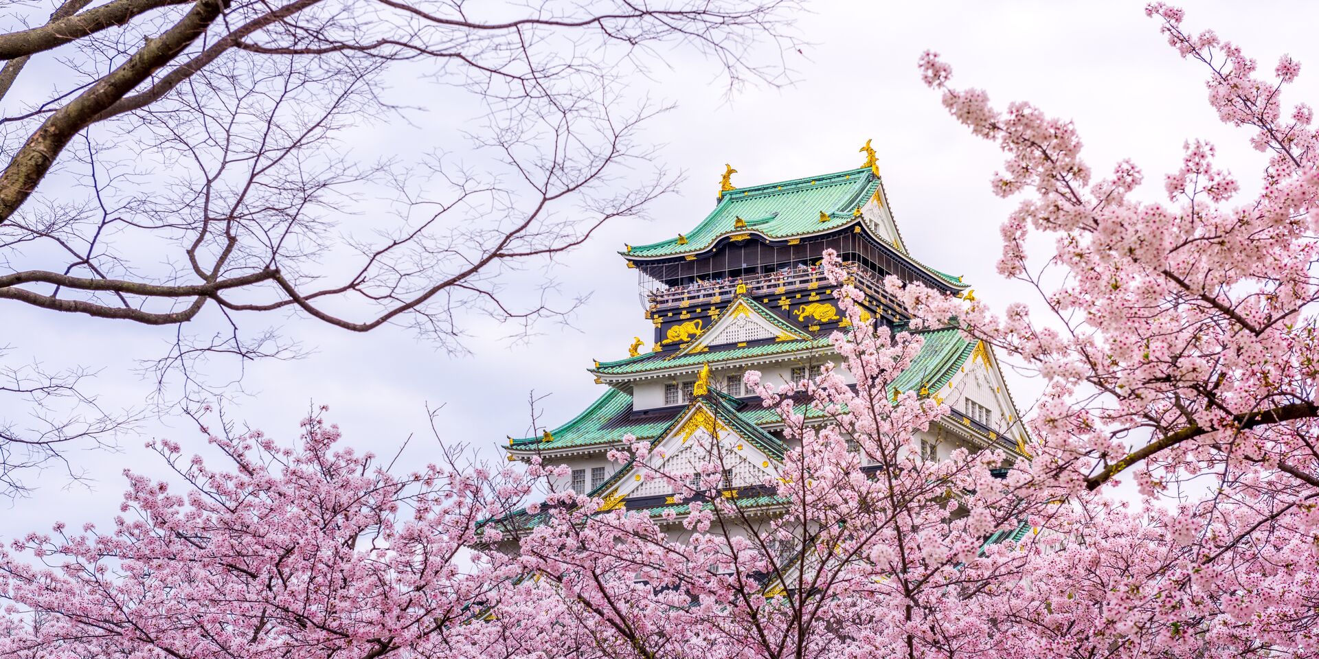 Osaka Castle Sakura